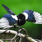 Juvenile Magpie II