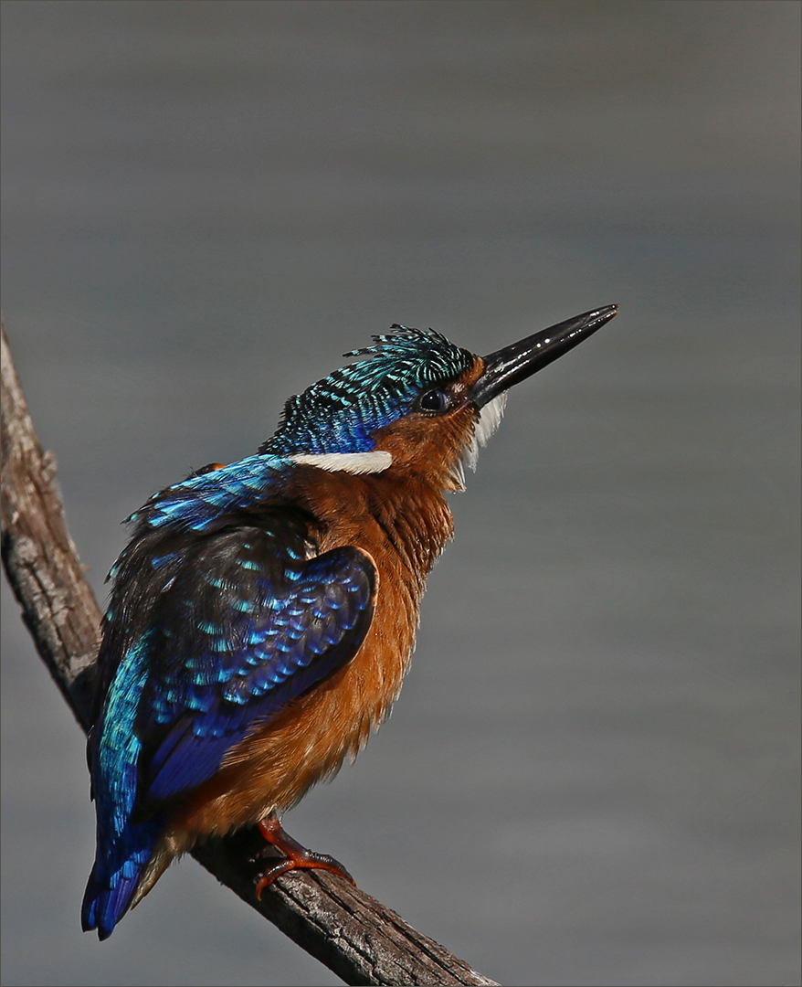 Juvenile malachite king fisher