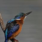 Juvenile malachite king fisher