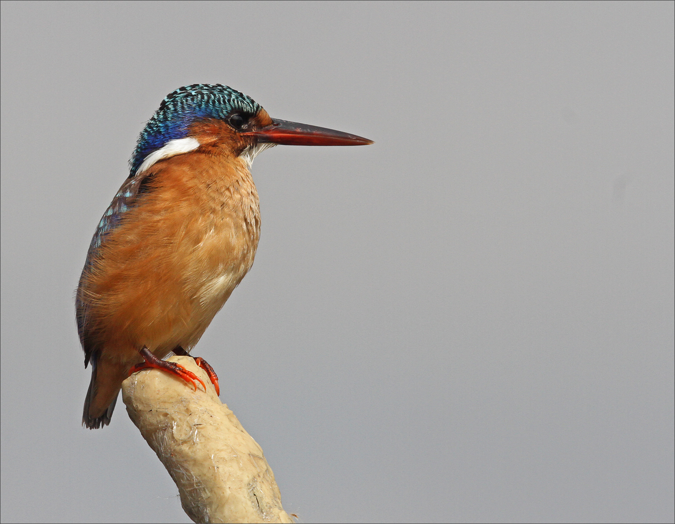 Juvenile Malachite King Fisher