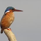 Juvenile Malachite King Fisher