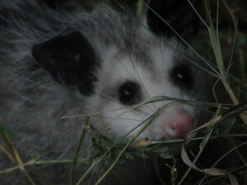 Juvenile Opossum