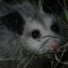Juvenile Opossum