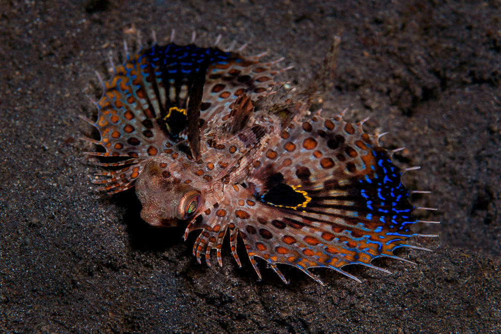 Juvenile Oriental Flying Gurnard - Dactyloptena orientalis - Jungtier Helm-Knurrhahn