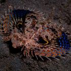 Juvenile Oriental Flying Gurnard - Dactyloptena orientalis - Jungtier Helm-Knurrhahn