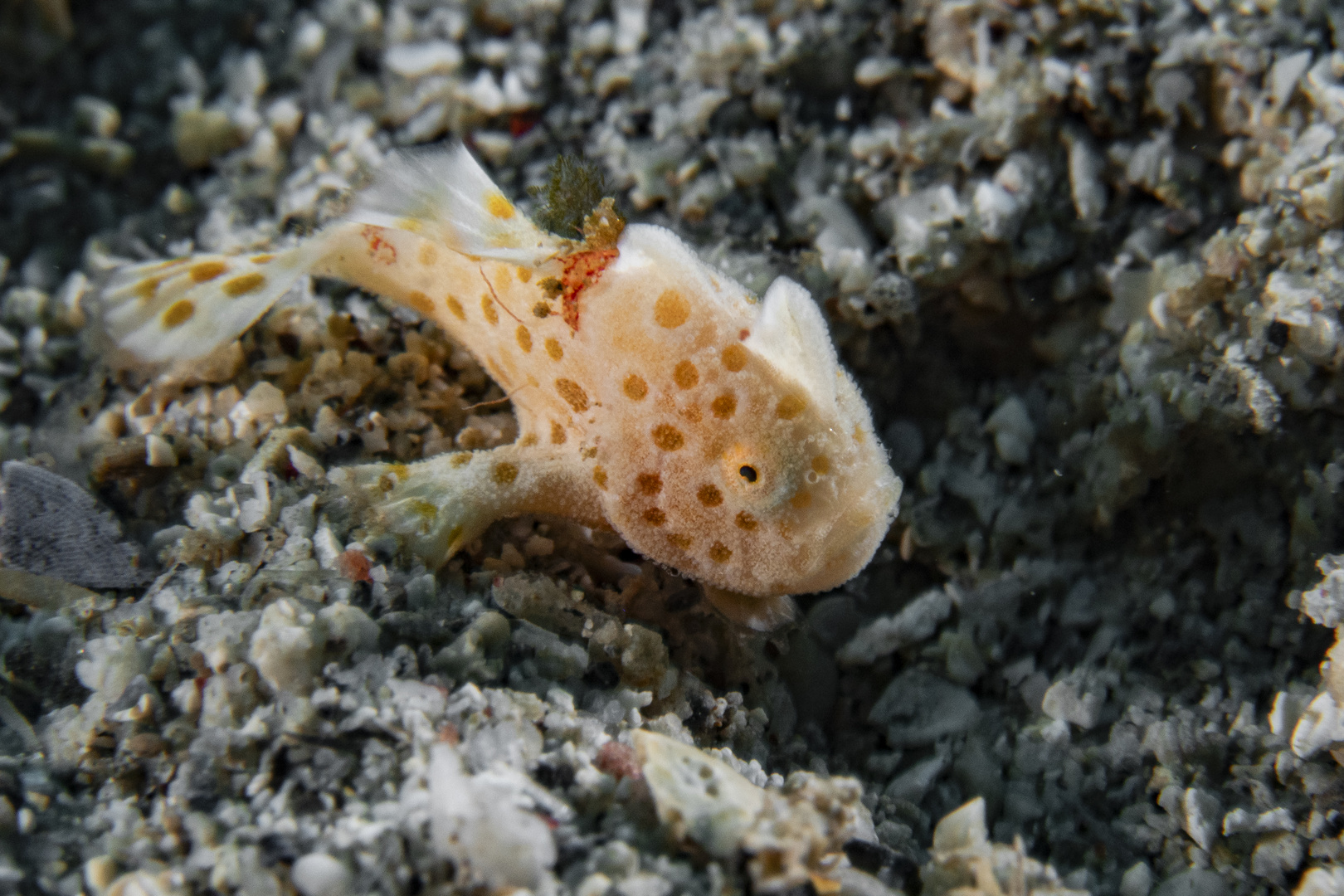 Juvenile Painted Frogfish