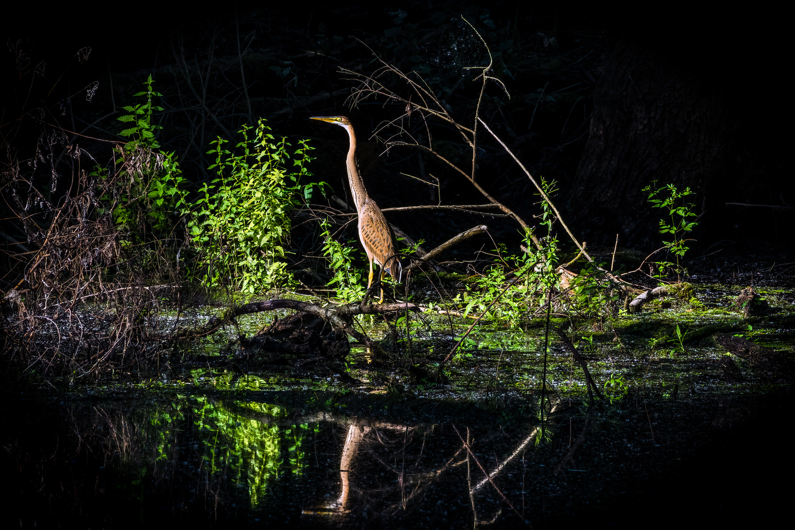 Juvenile purple heron (Ardea purpurea) 