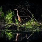 Juvenile purple heron (Ardea purpurea) 