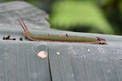 juvenile Raupe einer Bananenfalter-Art (Caligo)