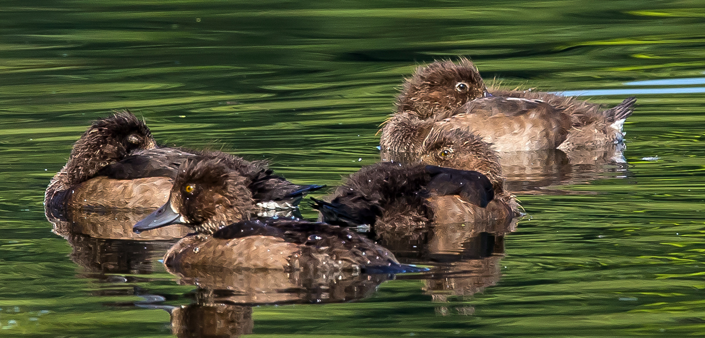 Juvenile Reiherenten