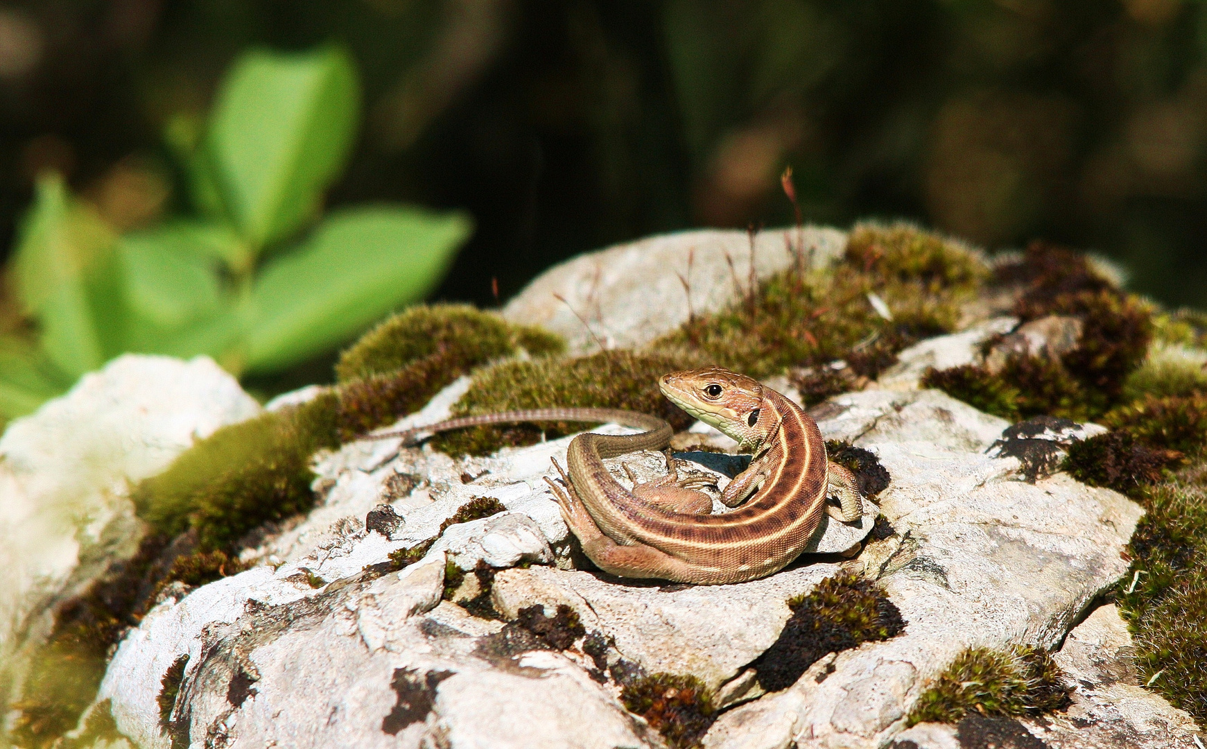 Juvenile Riesensmaragdeidechse