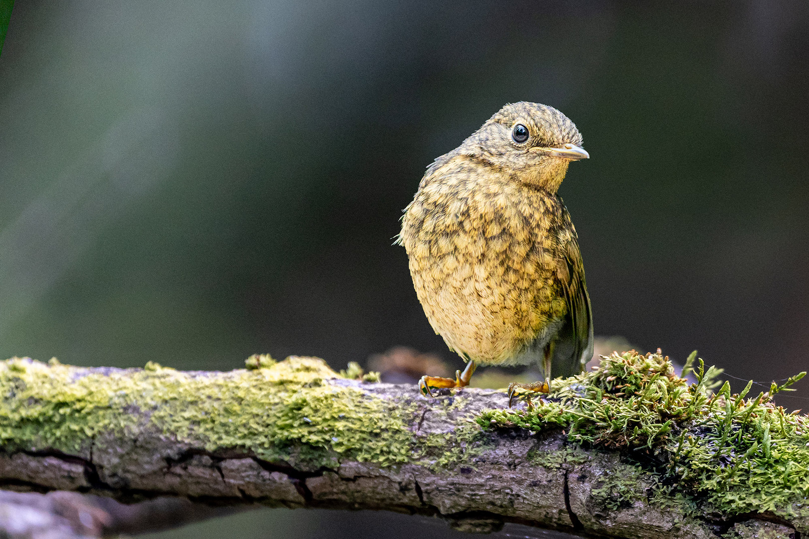 Juvenile-Robin?