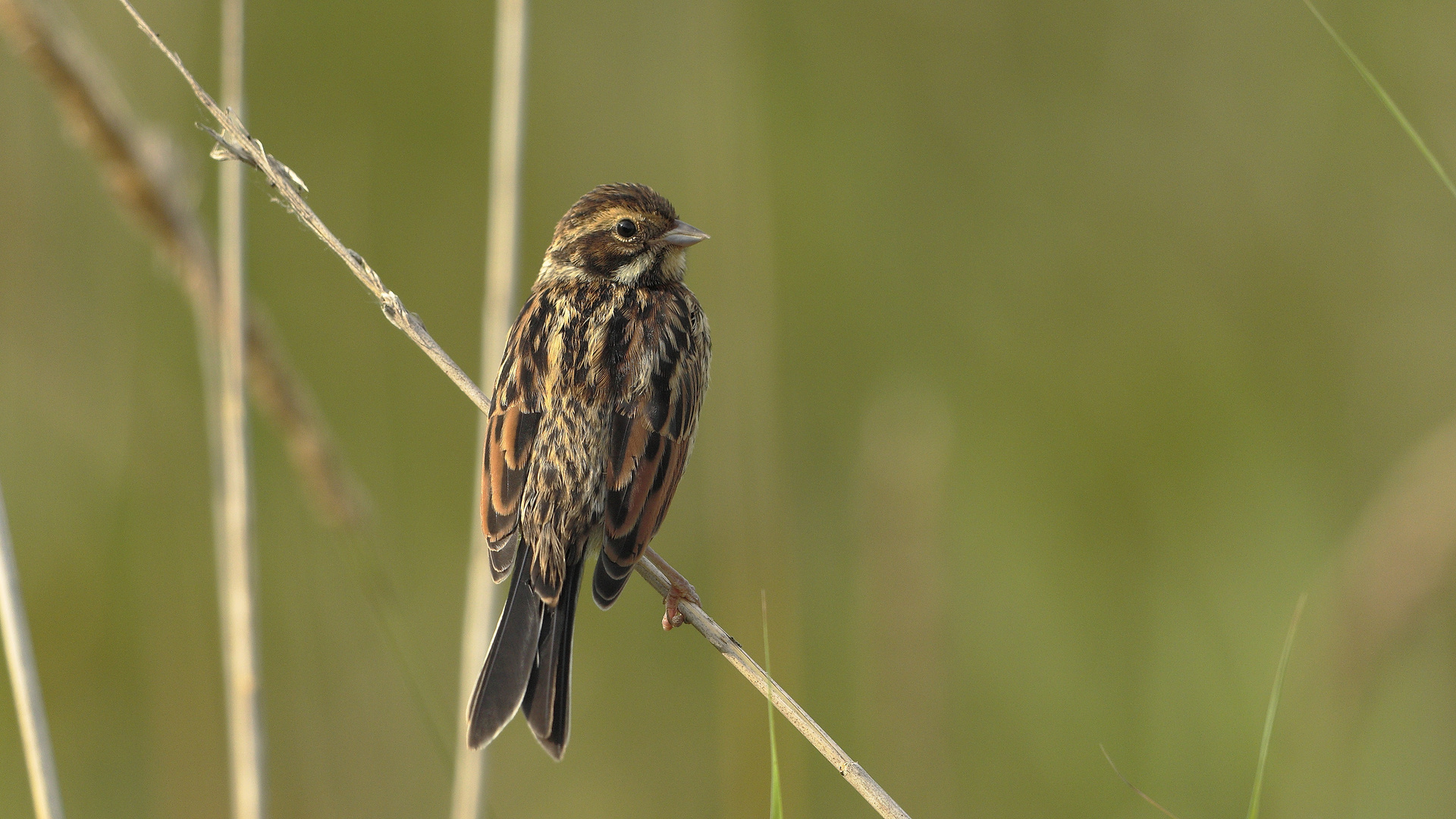 Juvenile Rohrammer