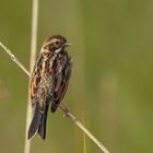 Juvenile Rohrammer