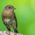 Juvenile Rotkehlchen (Erithacus Rubecula)