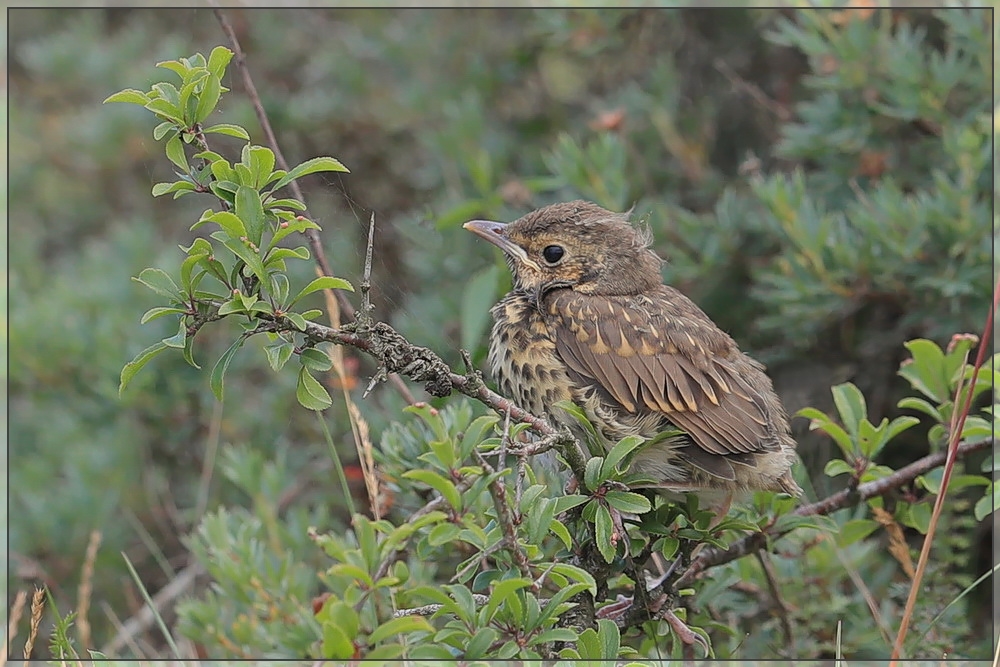 Juvenile Singdrossel