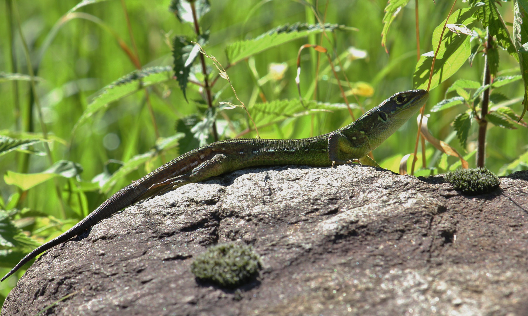 Juvenile Smaragdeidechse (Lacerta bilineata)