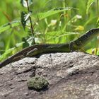 Juvenile Smaragdeidechse (Lacerta bilineata)