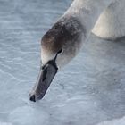 Juvenile swan sipping icy Skagerrak water