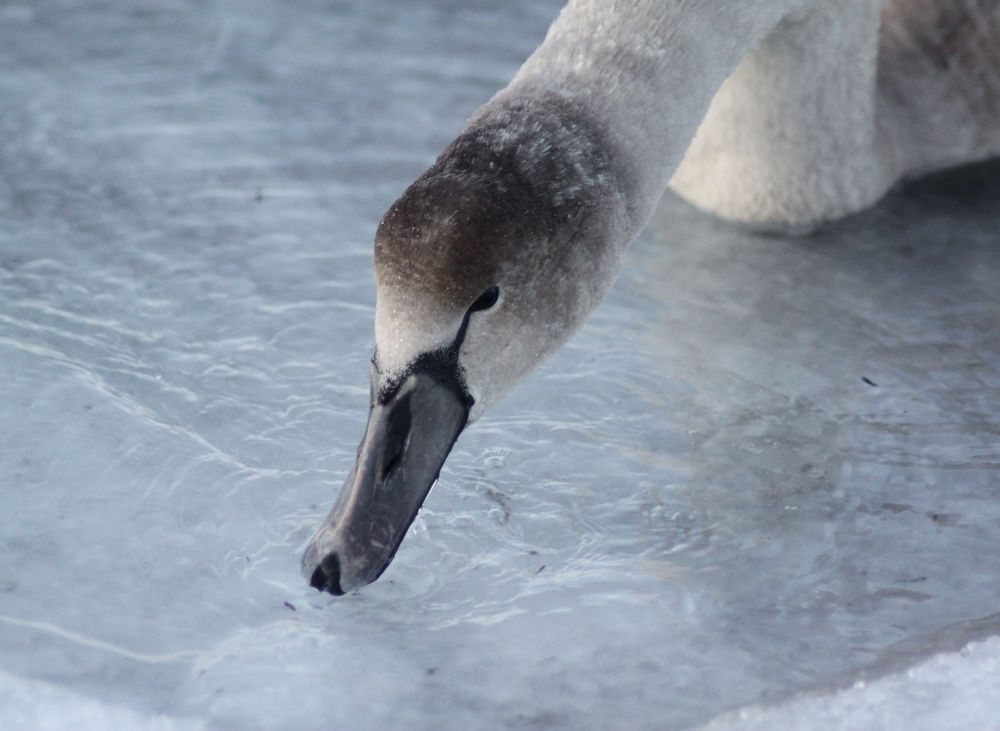 Juvenile swan sipping icy Skagerrak water