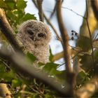 Juvenile Tawny owl