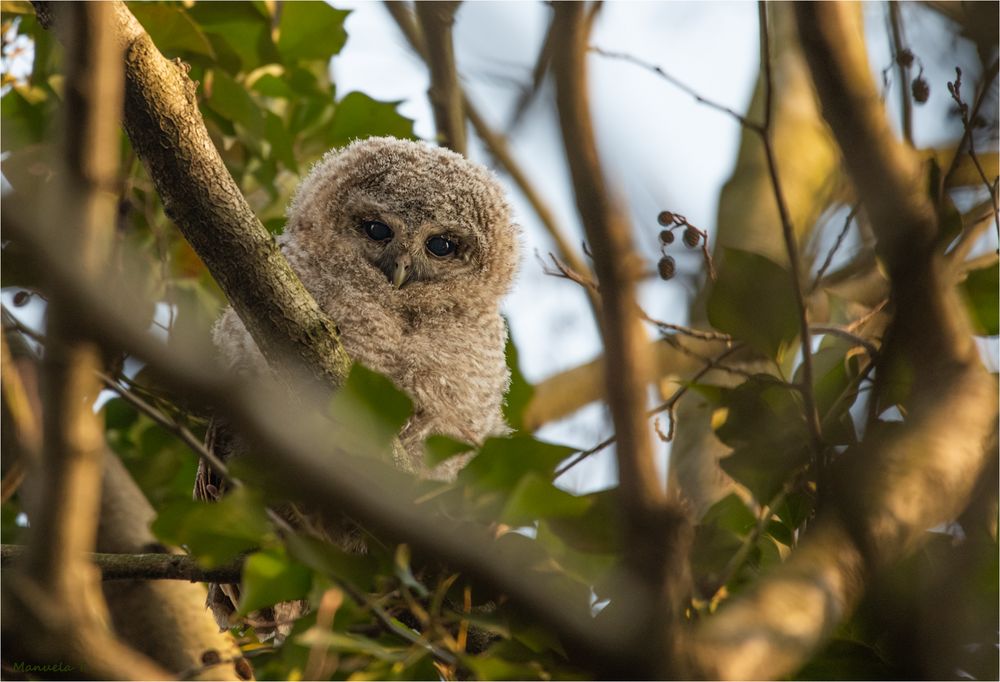 Juvenile Tawny owl