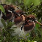 Juvenile Tricolor Herons in a row