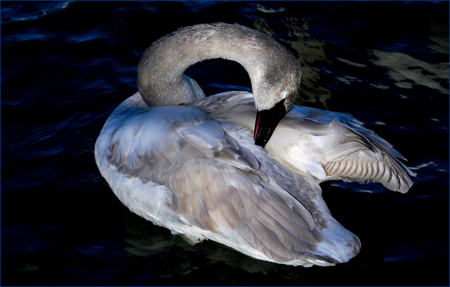 Juvenile Trumpeter Swan.....