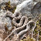 Juvenile (Vipera a.aspis)