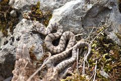 Juvenile (Vipera a.aspis)