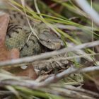 juvenile Vipera a.aspis Nordjura 2010