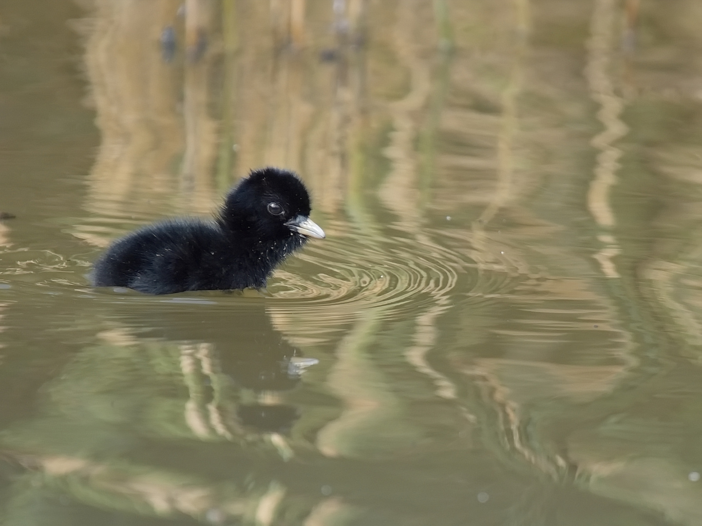 Juvenile Wasserralle