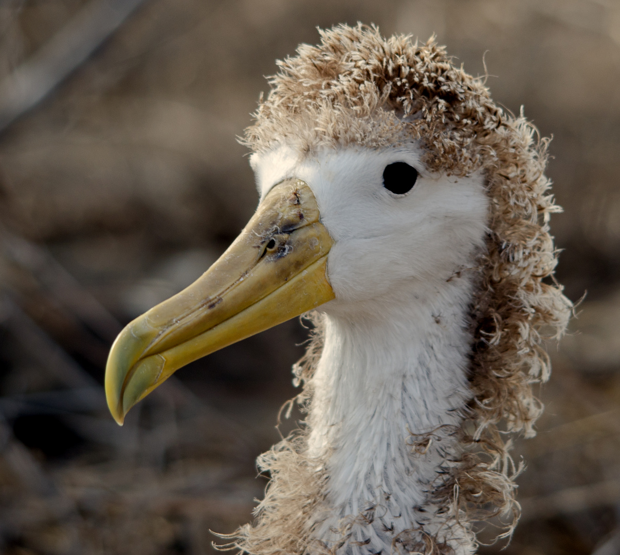 Juvenile Waved Albatross