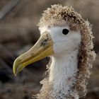 Juvenile Waved Albatross