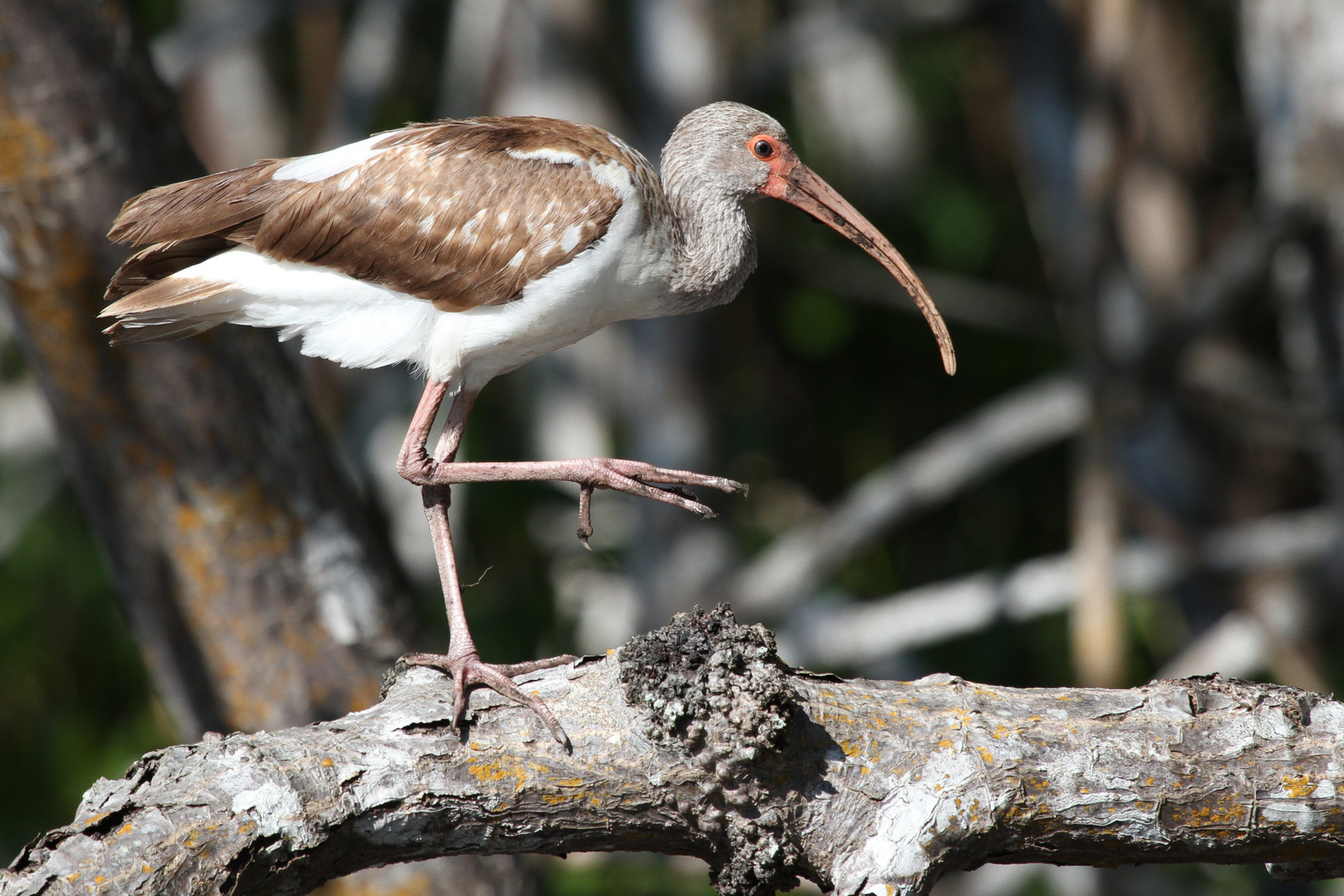 Juvenile White Ibis