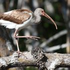 Juvenile White Ibis