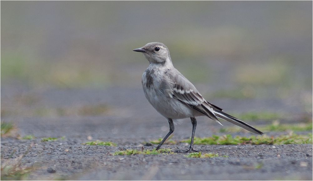  Juvenile White wagtail