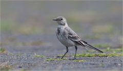  Juvenile White wagtail