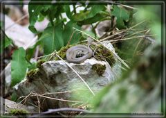 juvenile Zornnatter ( Hierophis viridiflavus) Tessin Schweiz