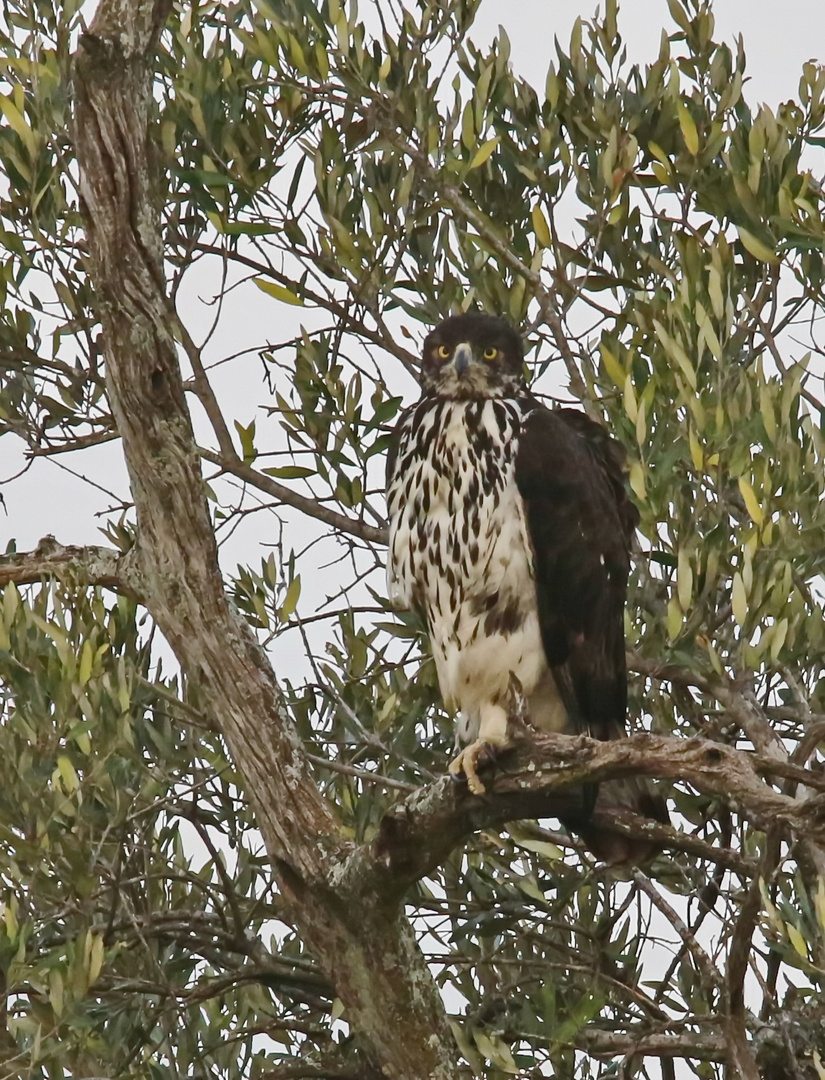 juveniler Afrikanischer Habichtsadler