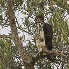 juveniler Afrikanischer Habichtsadler