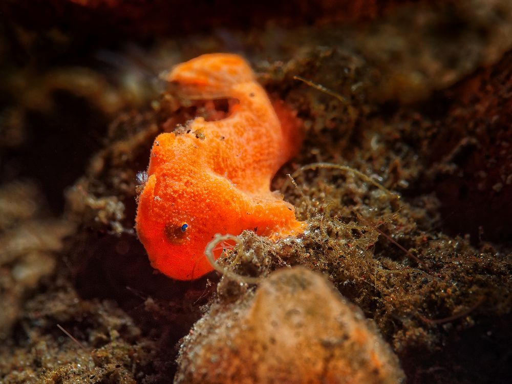 Juveniler Anglerfisch