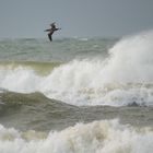 Juveniler Basstömpel im Sturm