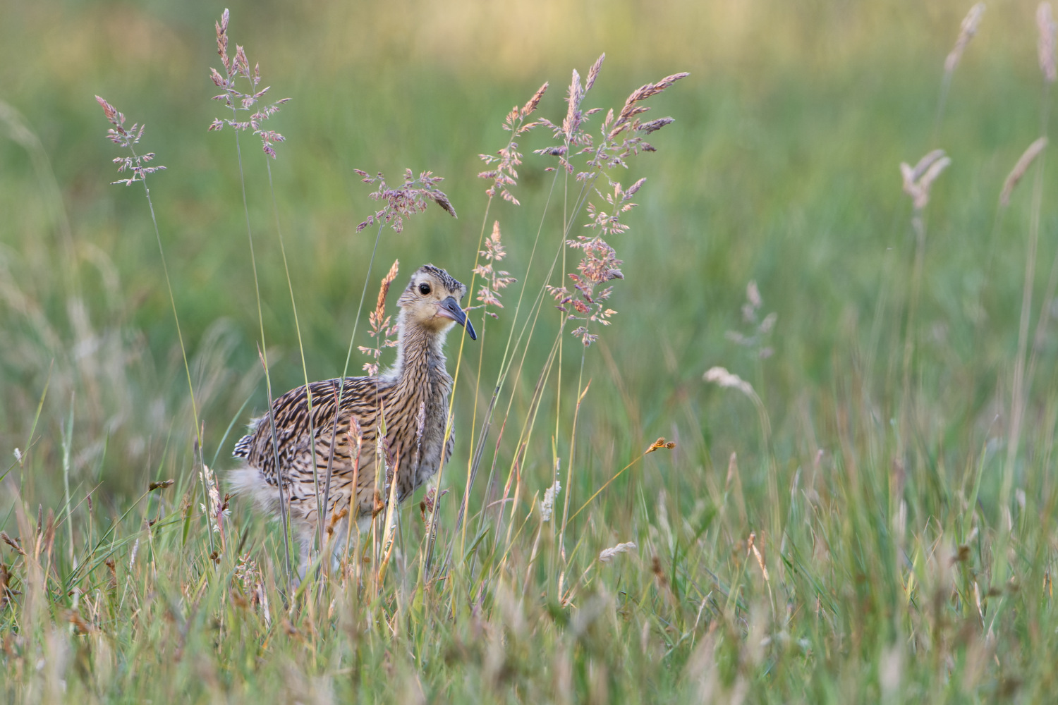 Juveniler Brachvogel bei der Futtersuche