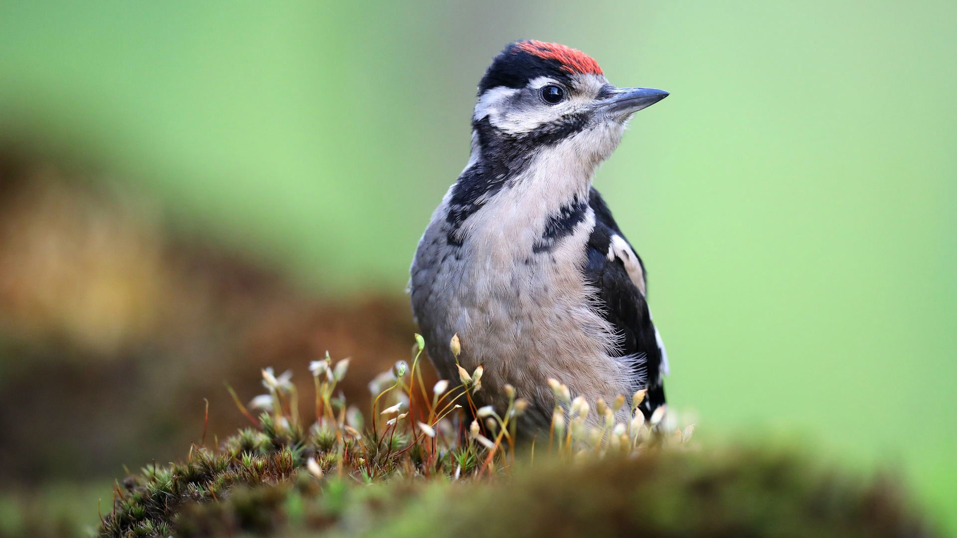 ... JUVENILER BUNTSPECHT ...