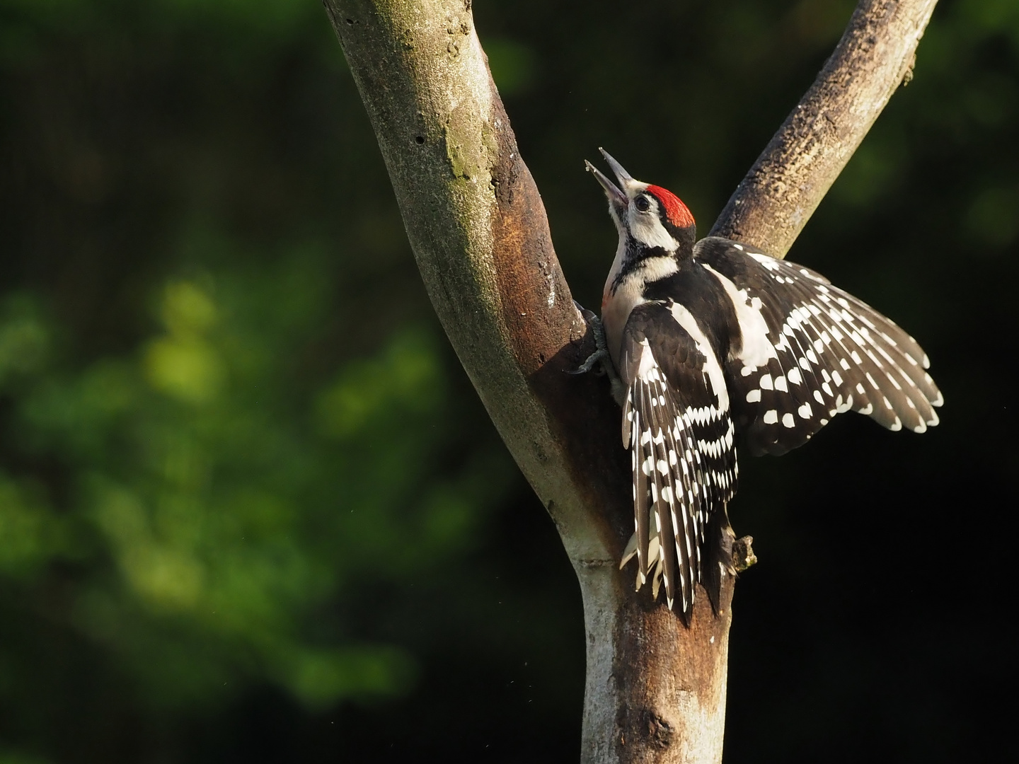 Juveniler Buntspecht....