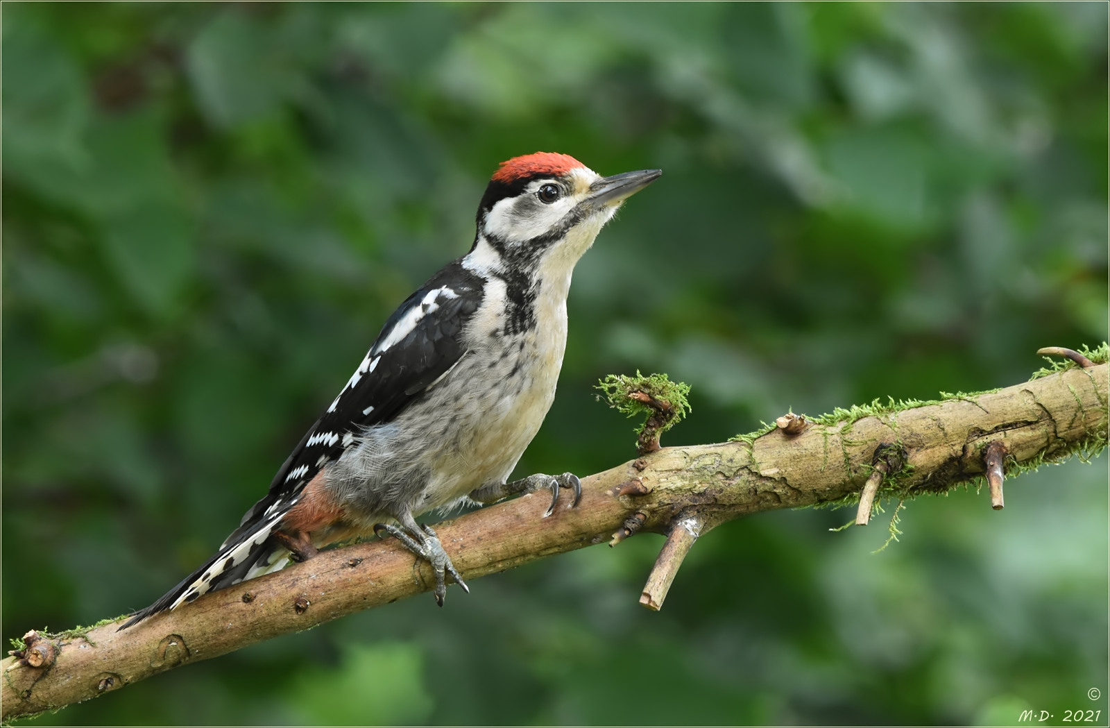 Juveniler Buntspecht