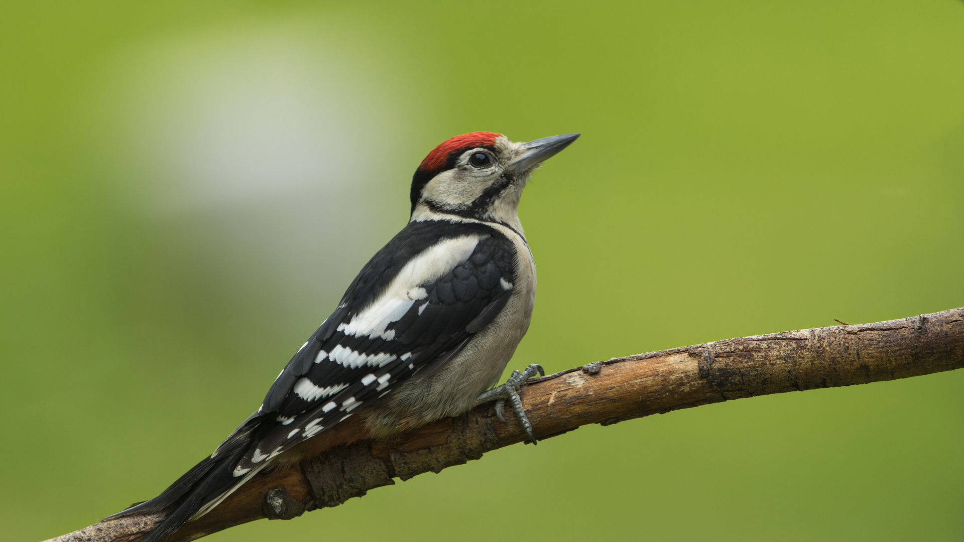 Juveniler Buntspecht