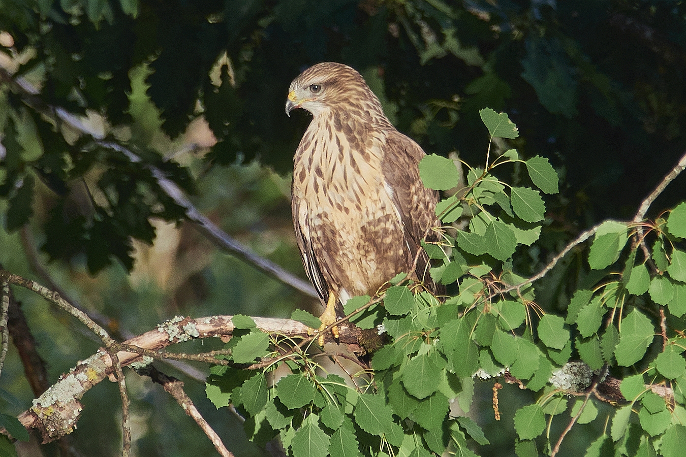 Juveniler Bussard ...