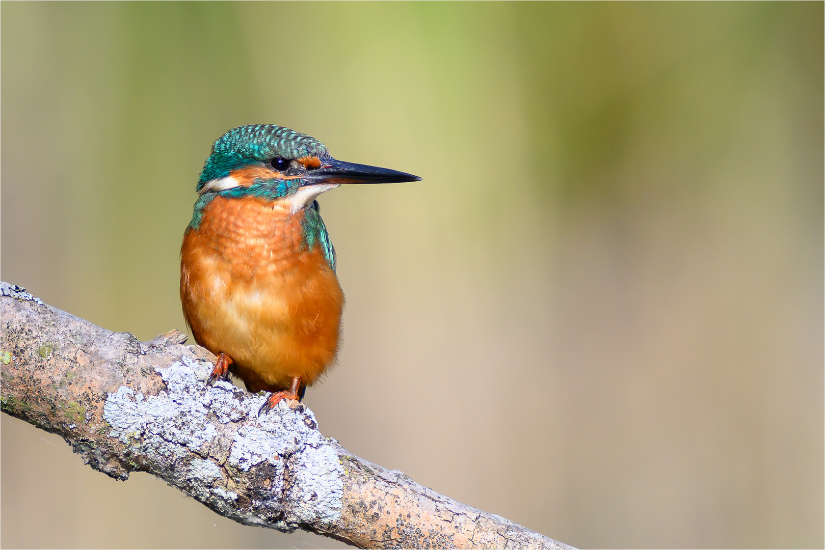 Juveniler Eisvogel